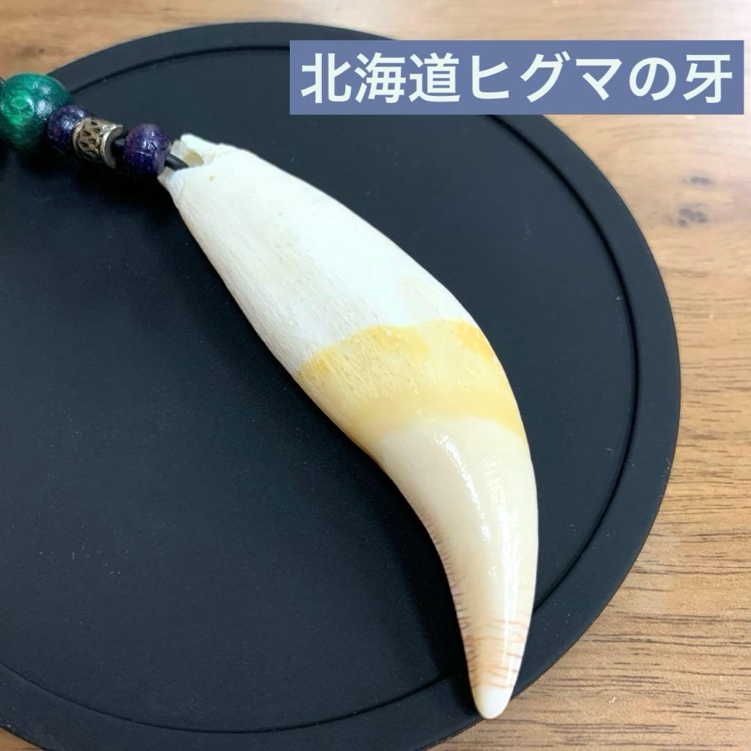 ヒグマ 熊 キバ 牙 キーホルダー