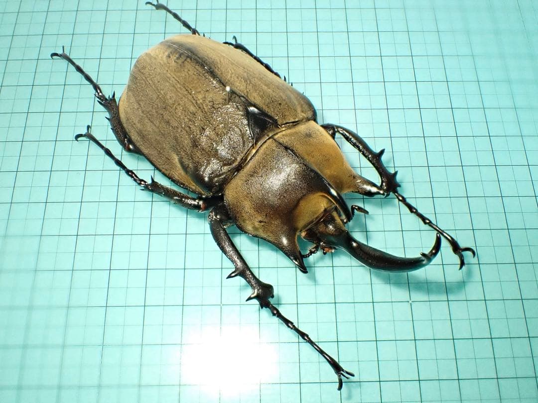 【標本】ギアスゾウカブト　亜種ポリオン　バイア産　98.3ミリ　飼育品