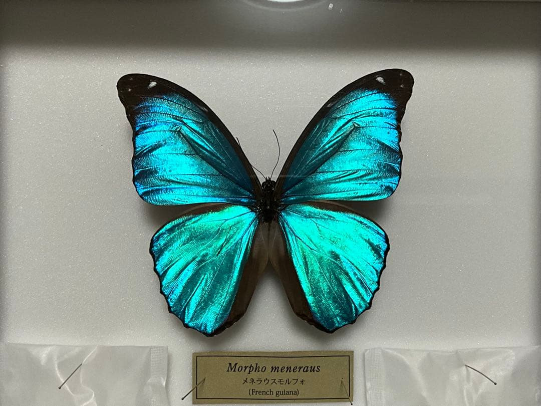 Morpho meneraus　メネラウスモルフォ　標本　ケース付き