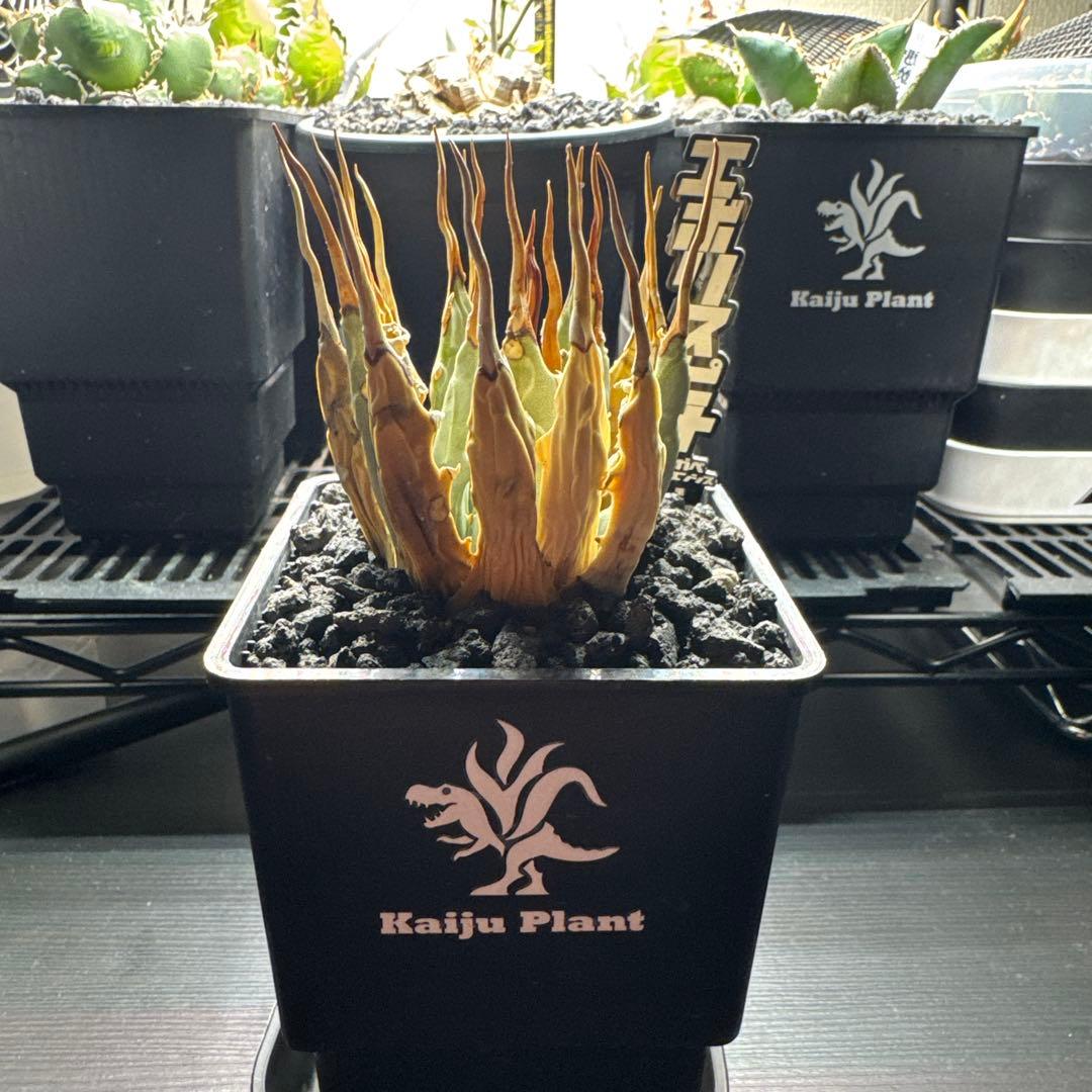 アガベ ユタエンシス　エボリスピナ　発根済み　Kaiju Plant