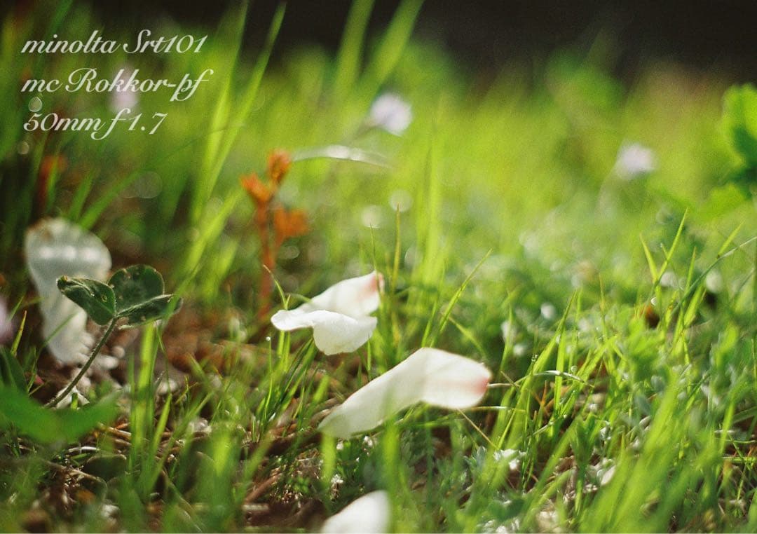 ★完動品＊美品＊初期保証★minolta srt101★緑のロッコール！作例多数