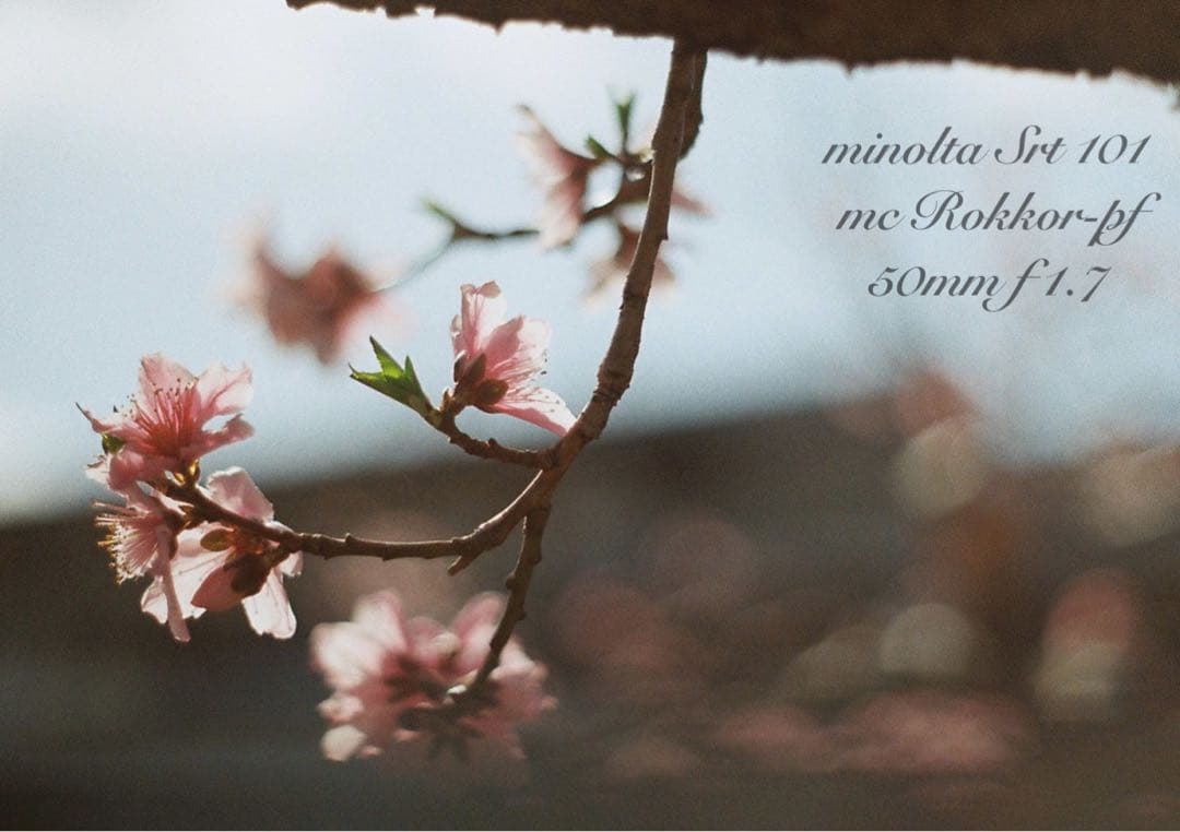 ★完動品＊美品＊初期保証★minolta srt101★緑のロッコール！作例多数