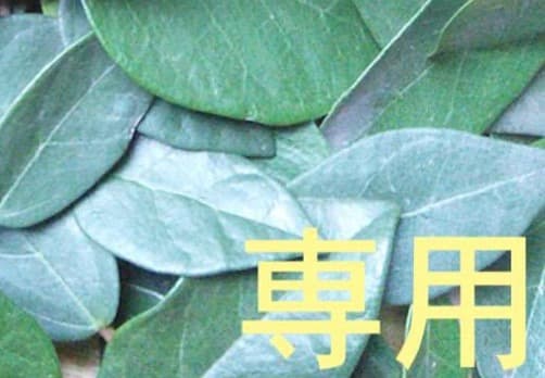 16日（木）14時迄【リピートMpp】アロマタッチキット 宅コン