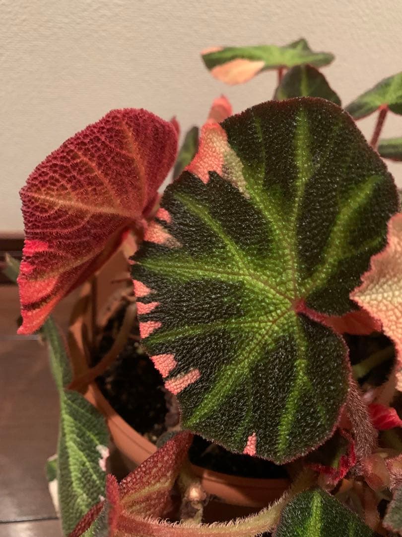 【超希少品種】ベコニア ソリムタータ 鉢ごと発送　6号鉢　新入荷