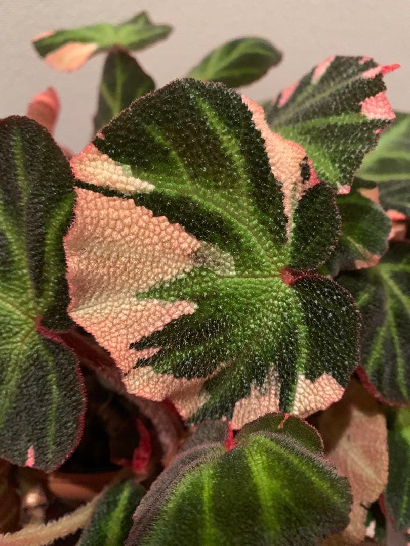 【超希少品種】ベコニア ソリムタータ 鉢ごと発送　6号鉢　新入荷