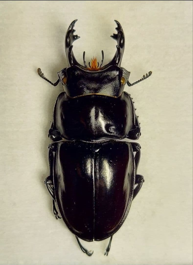 ヤエヤママルバネ　大歯2♂　WF1