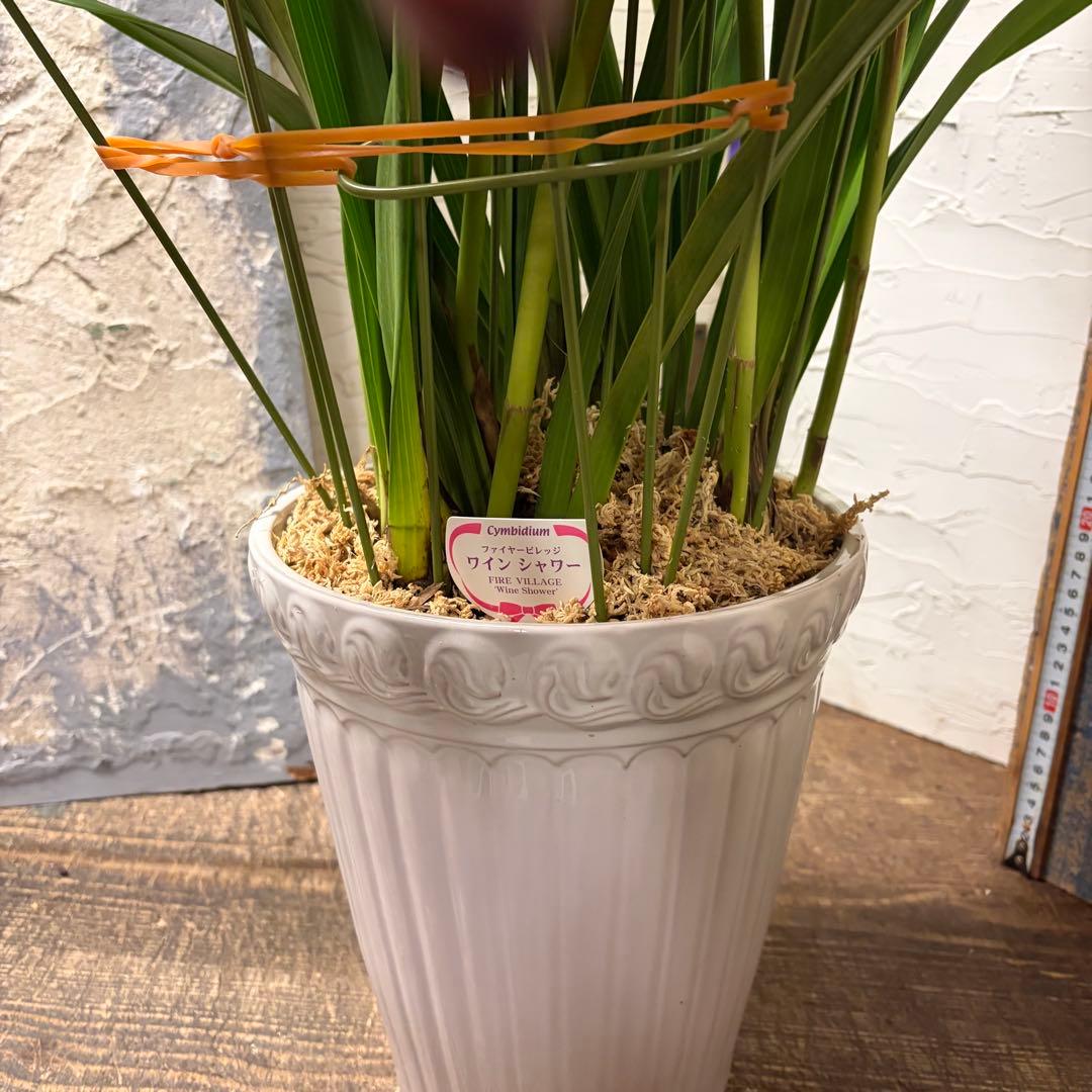 s*a様 【特選】　シンビジューム　ワインシャワー　アーチ　7寸7本立ち