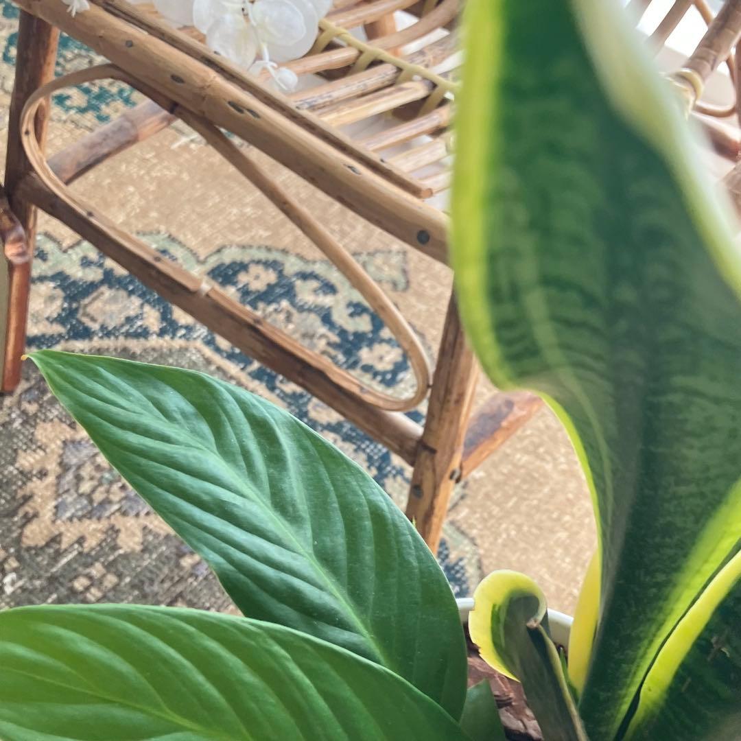 人気キャラメルベージュ68×208 ランナー　グリーン　トルコヴィンテージラグ