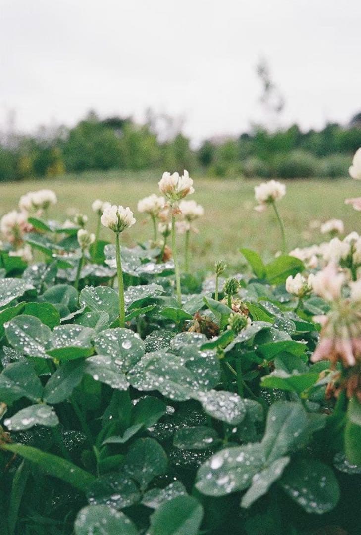 PENTAX17 フィルムカメラ