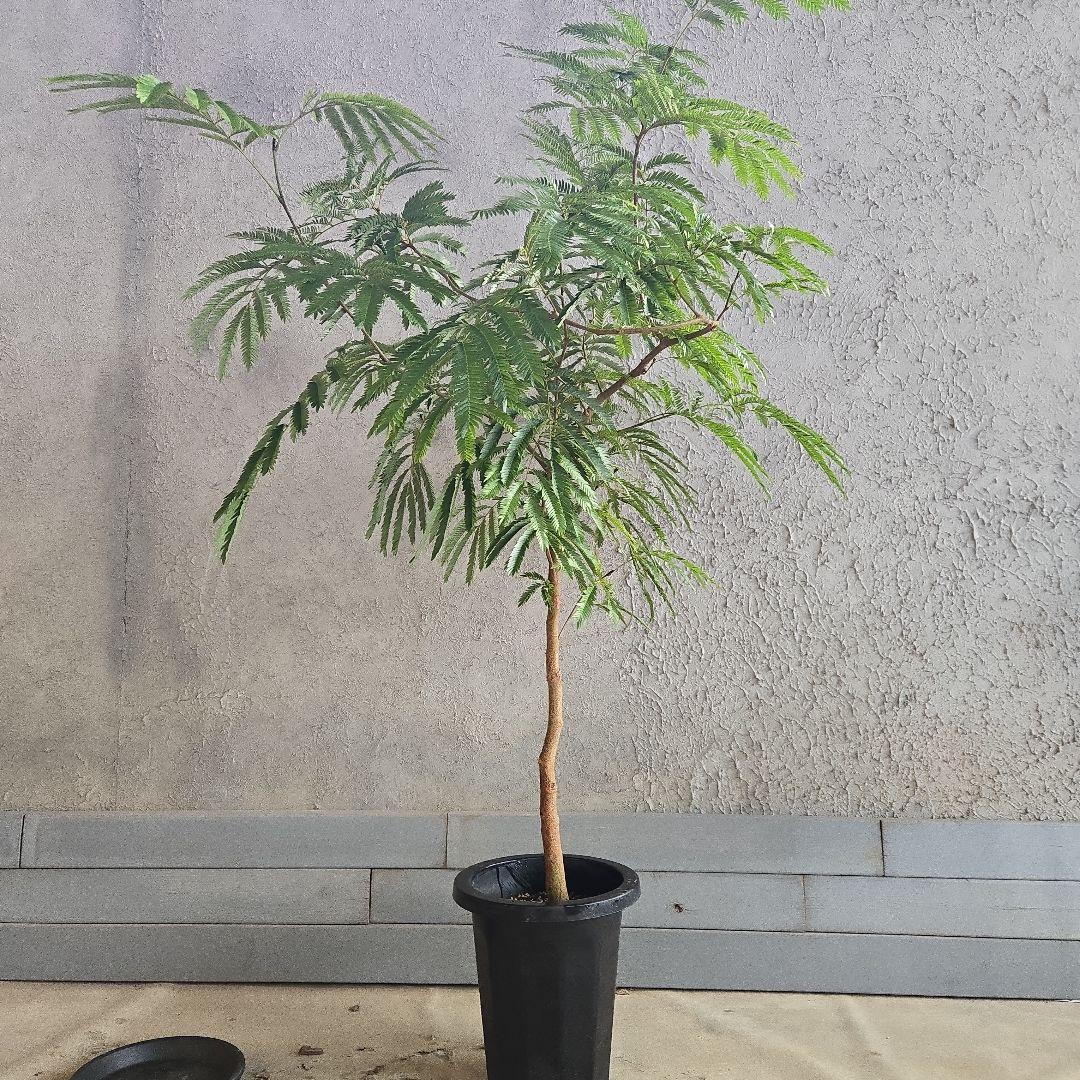 ⑦　エバーフレッシュ　8号　特大苗木最高等級　極太