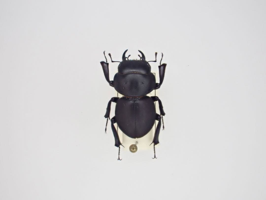 わたの木ハワイハネナシクワガタApterocyclus