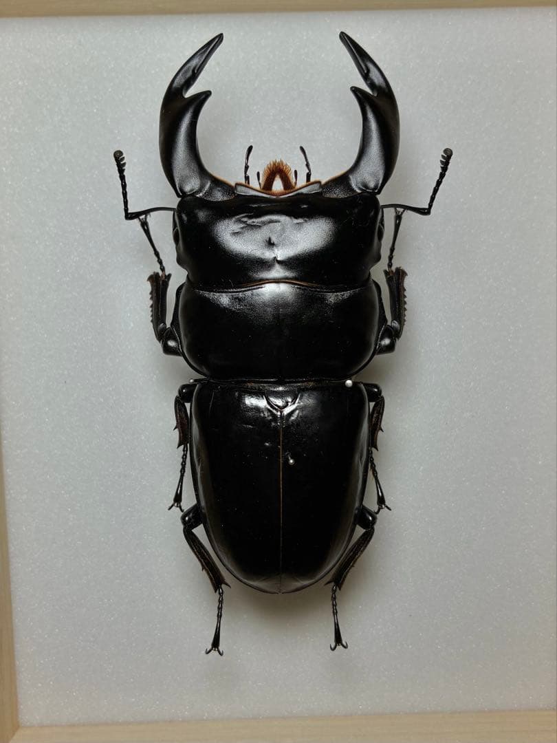 昆虫標本 特大インドアンタエウスオオクワ89mm