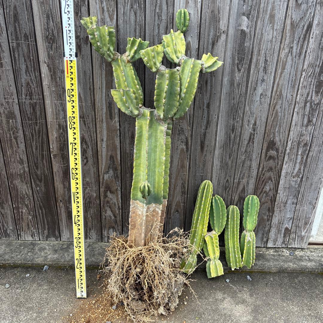 グ*ン様 売り切越冬済　シンボルツリーにどうぞ　柱サボテン　鬼面角　ドライガーデ