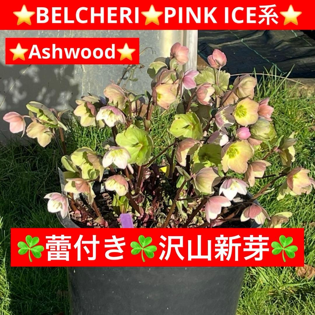 s*い様 ☘️蕾付き☘️沢山新芽3387⭐️BELCHERI⭐️PINK ICE
