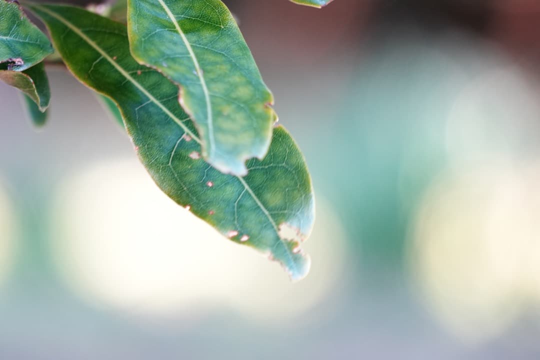 【運動会・スポーツに】SONY 望遠ズームレンズ SEL55210 698