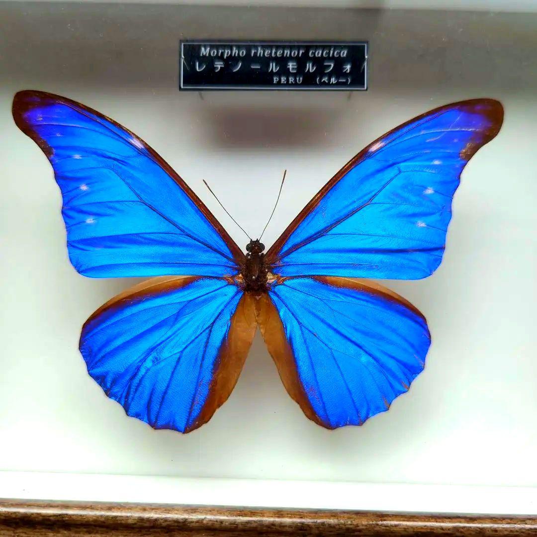 レテノールモルフォ　美麗　青い宝石　蝶　レテノールカキカモルフォ　標本　 美品