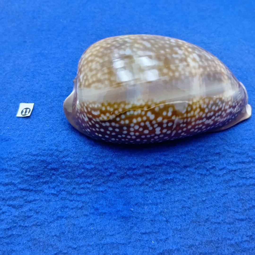 ⓯ -1貝標本シカダカラ