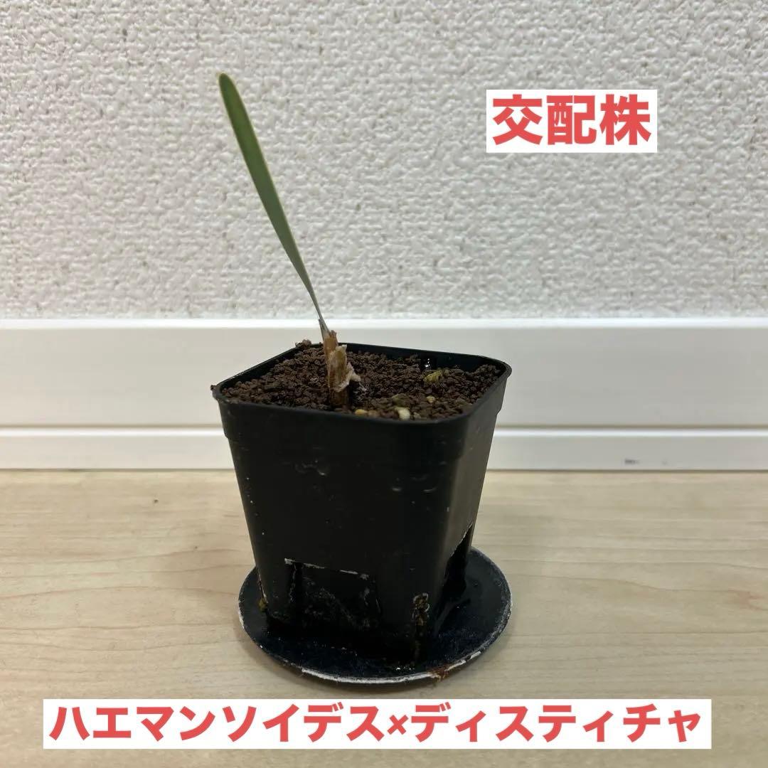 【激レア】ブーファン　ハエマンソイデス×ディスティチャ交配10 11 3株まとめ