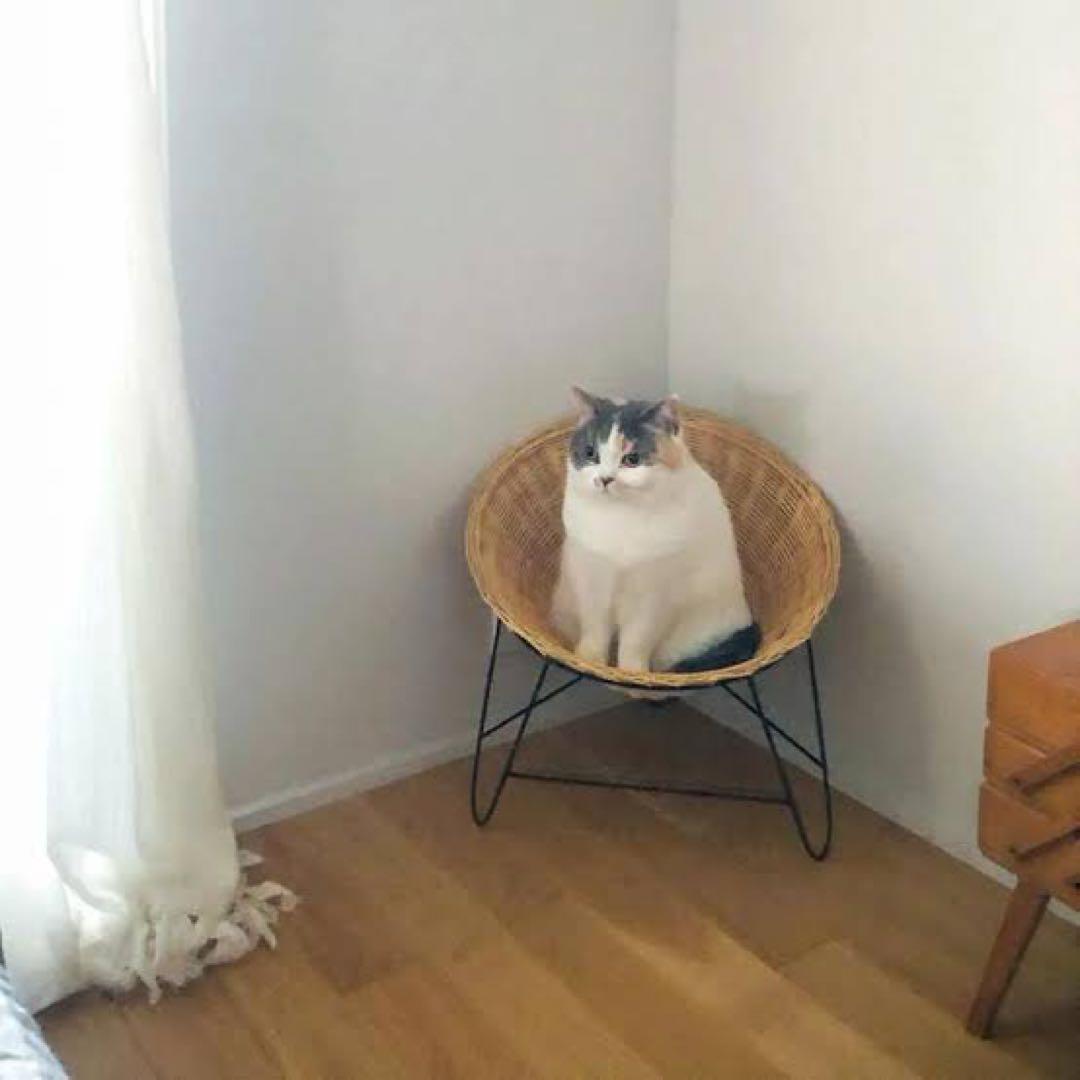 オルネコ アイアンレッグラタンチェア 最終値下げ