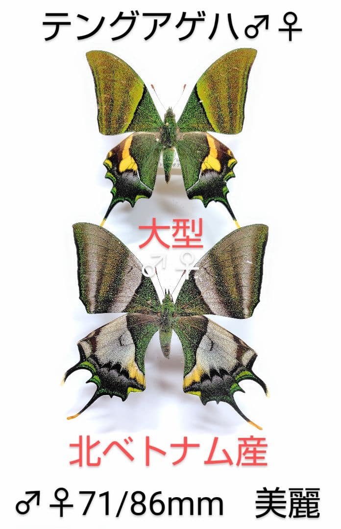 テングアゲハ♂♀標本 ★ 北ベトナム産★ラスト大型♀ペア・美麗迫力標本‼️