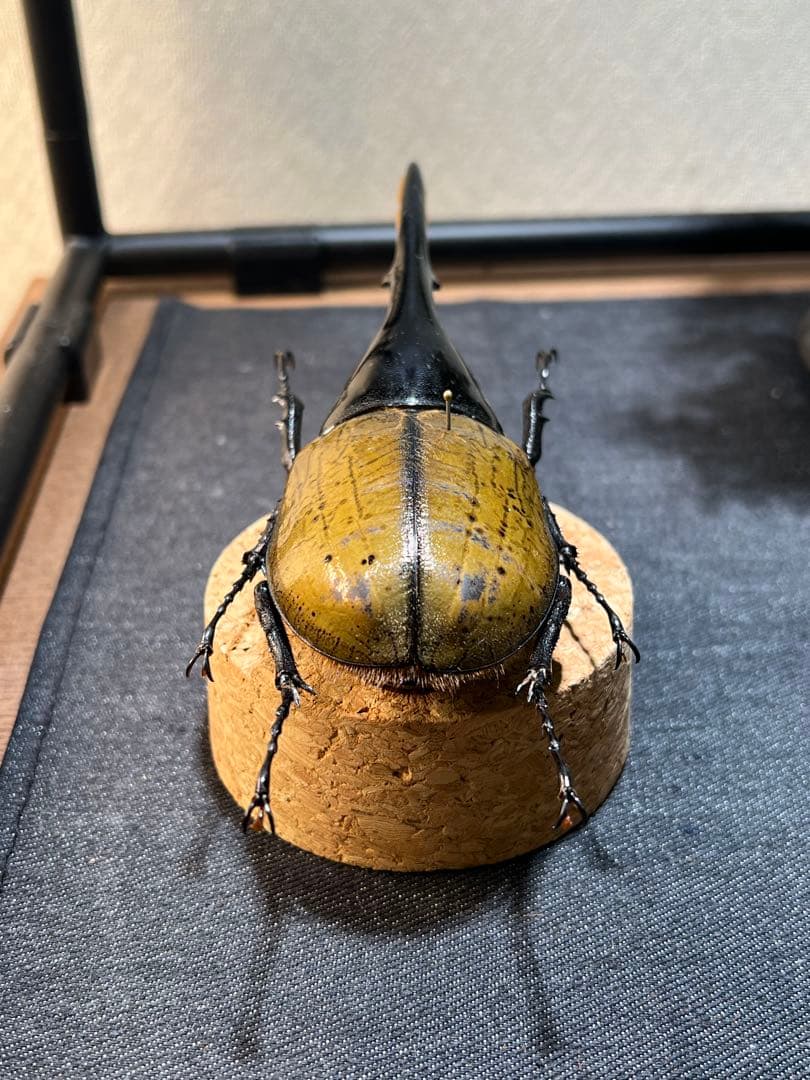 D*s様 D.hヘラクレス 大型 野外標本