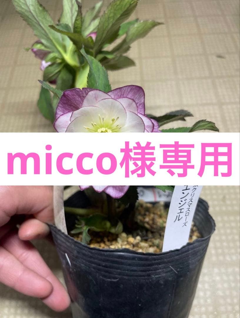 花 micco