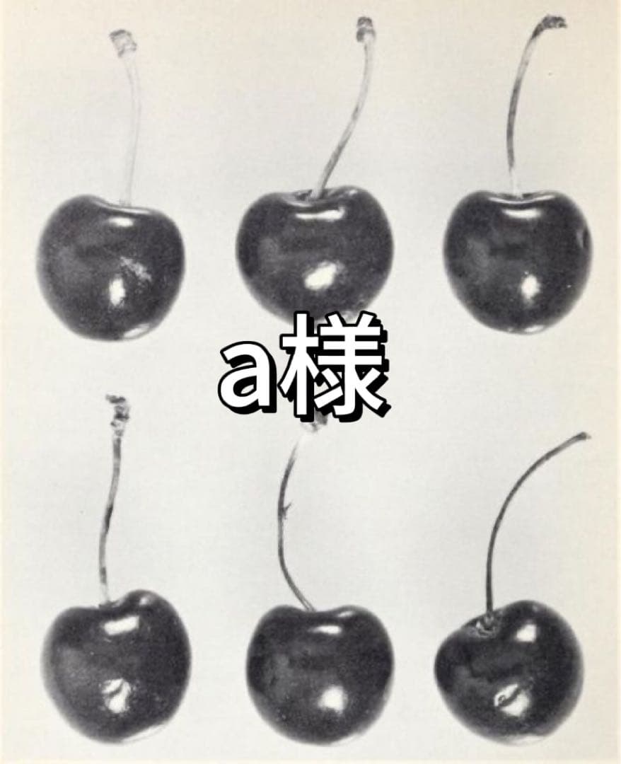 3/3頃発送 ホワイト スリムフィット トップス