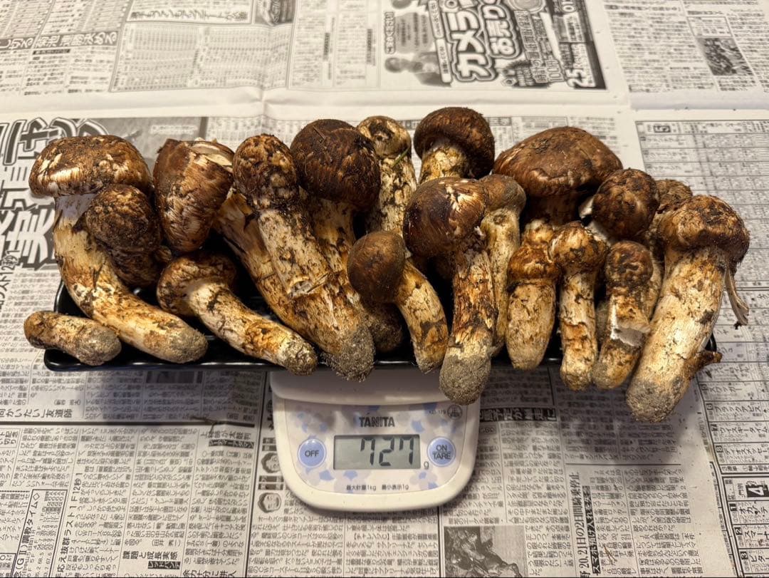 松茸　北海道　700g　訳あり　送料込　①