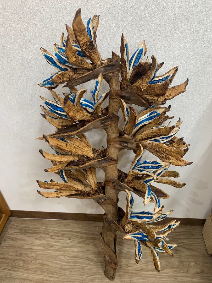 旅人の木特大茎長め　A級品８節