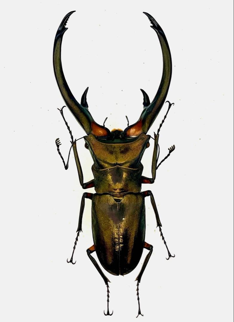 大型エラフスホソアカクワガタ100アップ