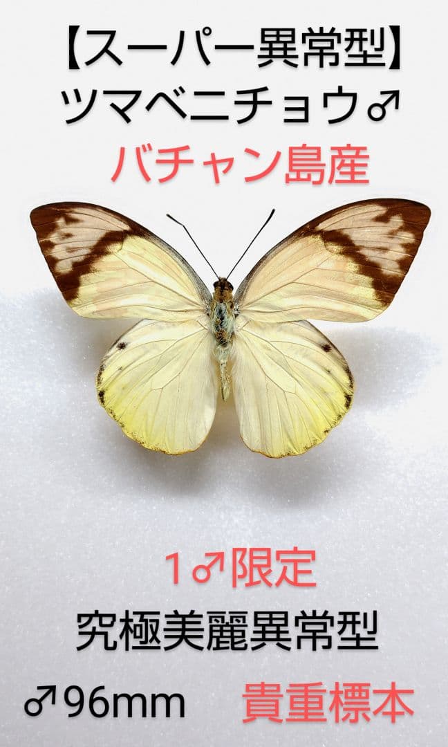 最終価格【異常型】ツマベニチョウ♂標本★バチャン島★ツマ紅桃色ピンク美麗
