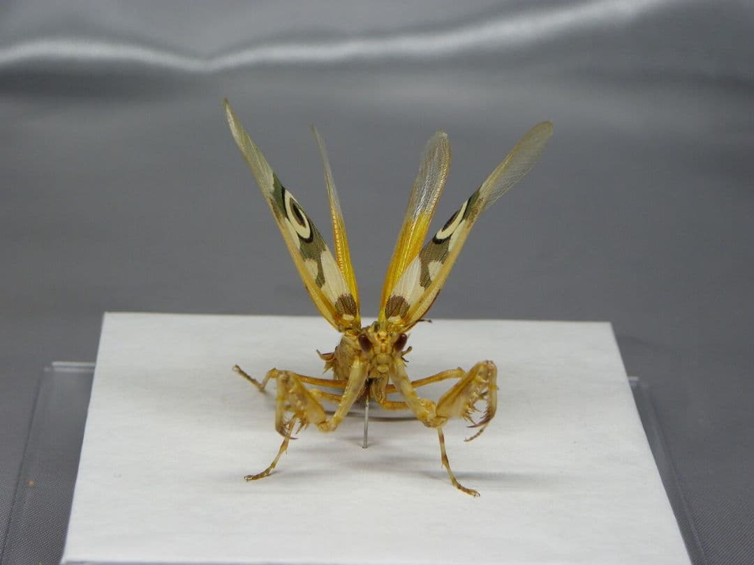 アフリカメダマカマキリ　ペア　立体標本