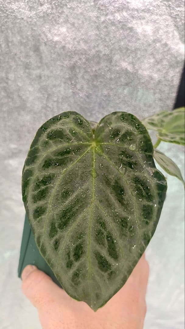 anthurium Silver　Tiger