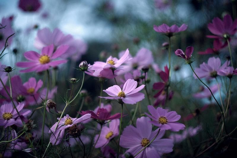 19　未使用　ぐるぐるボケレンズ　ヘリオス　44-2　アダプターなし