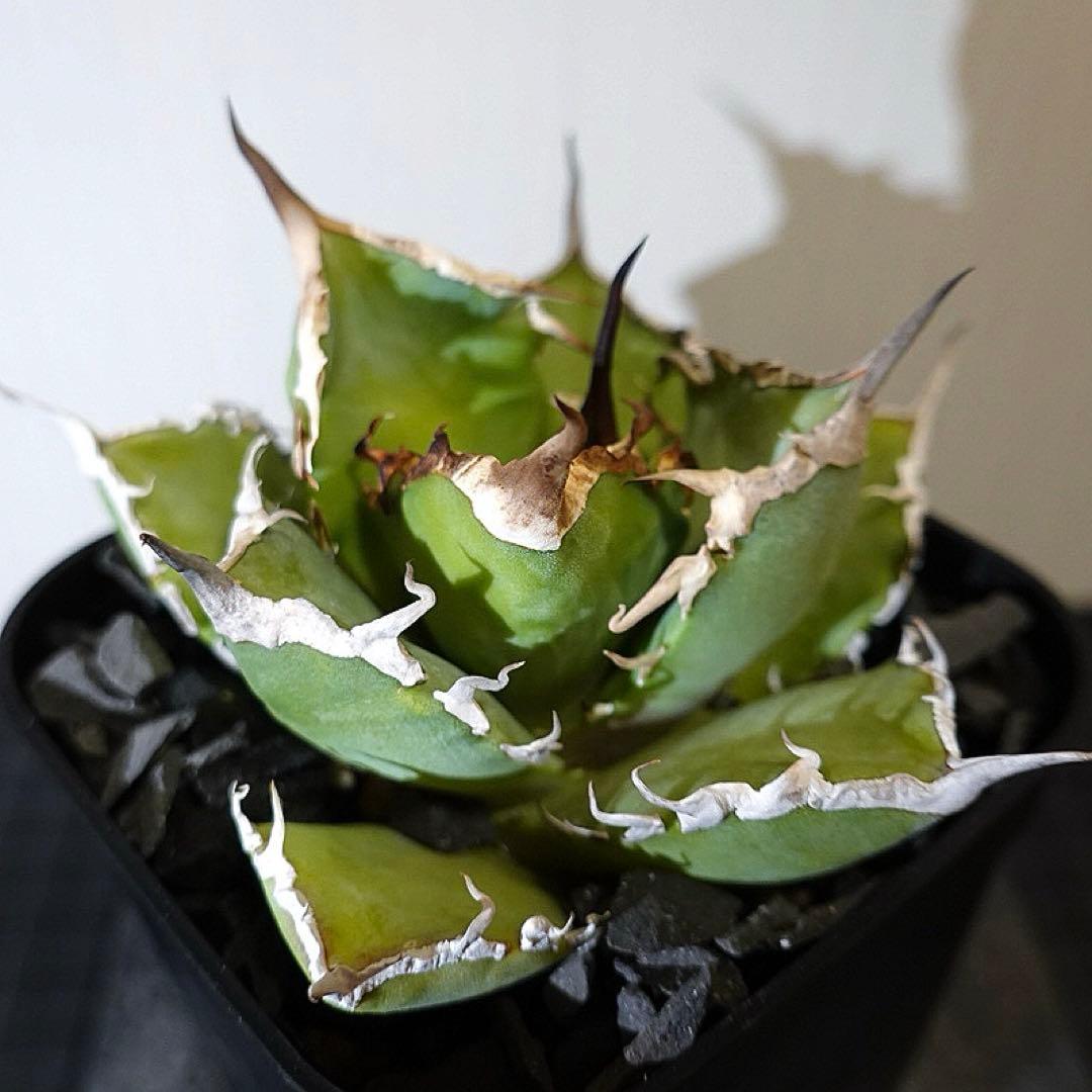 どんどん2128 2103 1214 2129 0000ハデス追加