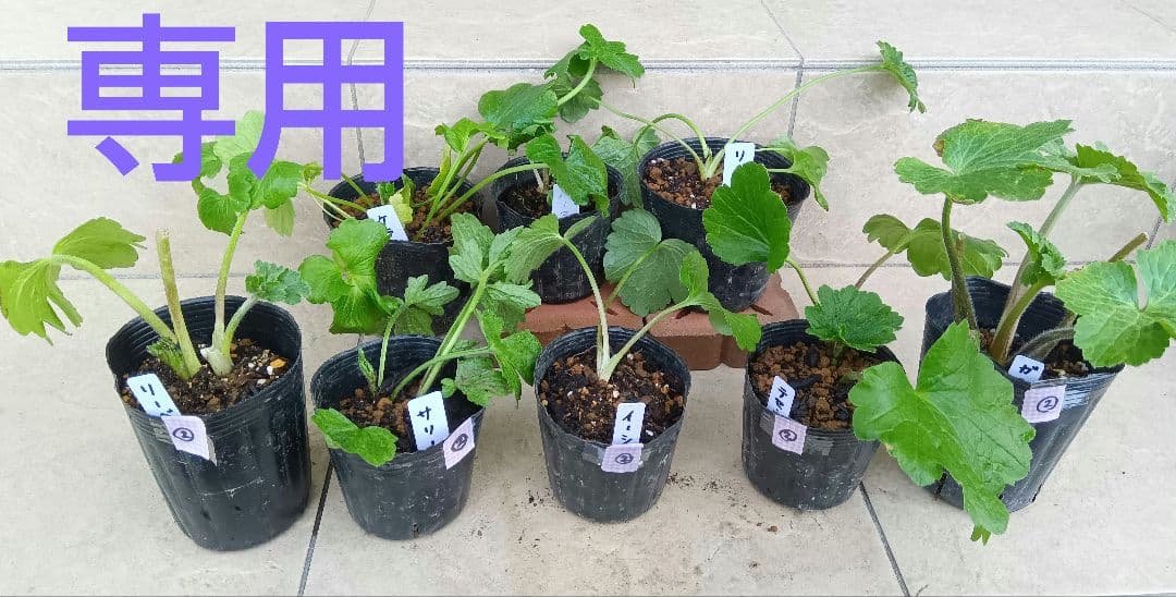 専用商品　ラナンキュラスラックス　8種セット②