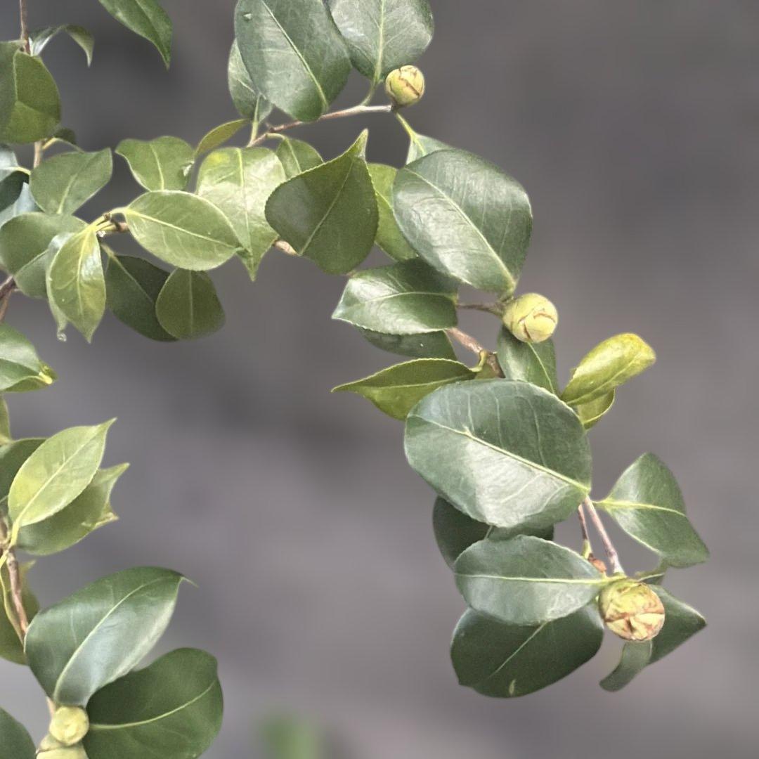友久様ご確認苗　加茂本阿弥と四ヶ村