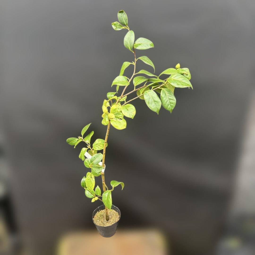 友久様ご確認苗　加茂本阿弥と四ヶ村