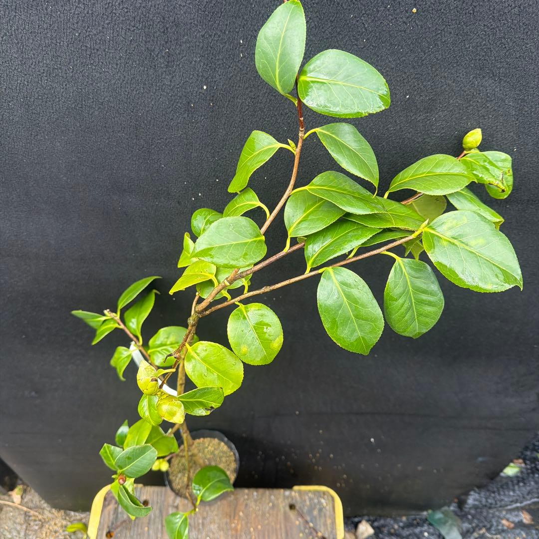 友久様ご確認苗　加茂本阿弥と四ヶ村