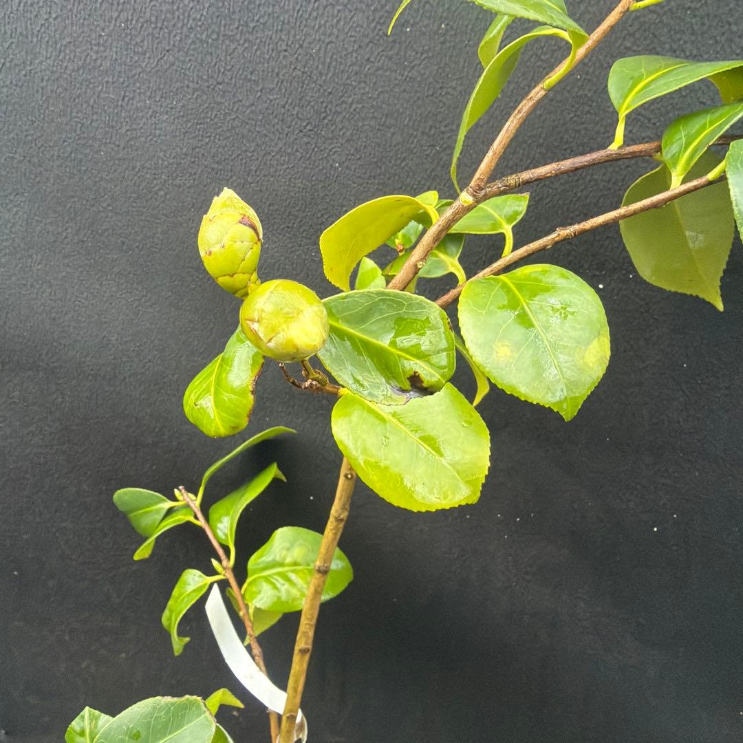 友久様ご確認苗　加茂本阿弥と四ヶ村