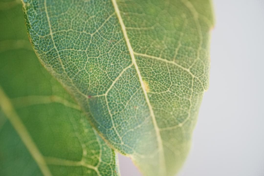 極美品・箱 AF Ai Micor-Nikkor 60mm F2.8D 692