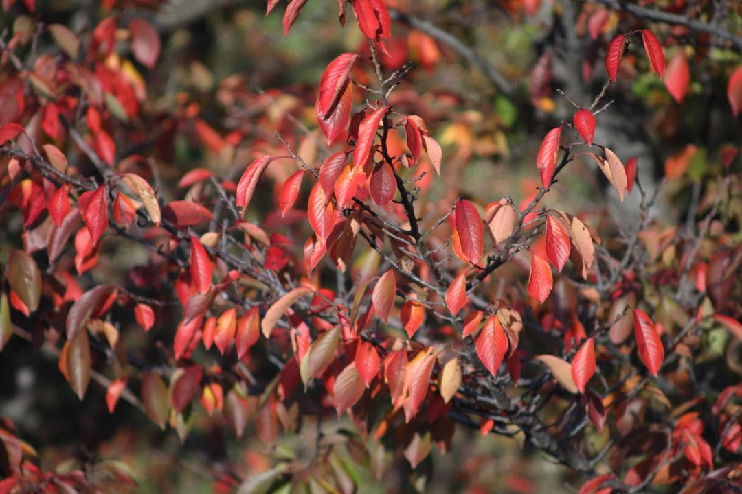 レンズ(単焦点) Pentax SMC Takumar 400mm F5.6 #7778