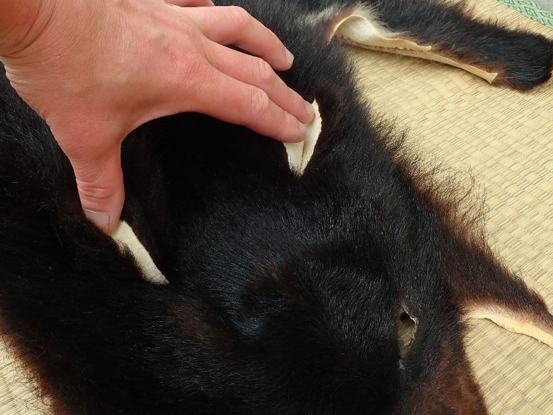 ツキノワグマ　毛皮