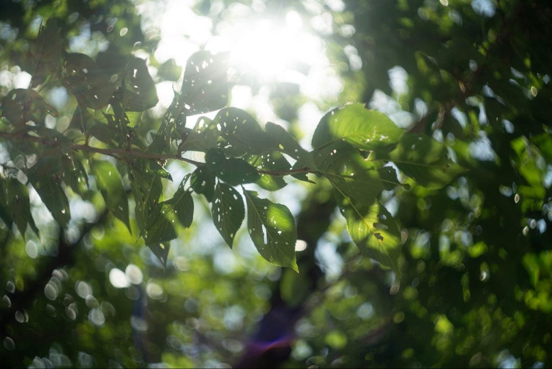 分解清掃済 Helios-44M 58mm f2 ぐるぐるボケ 1