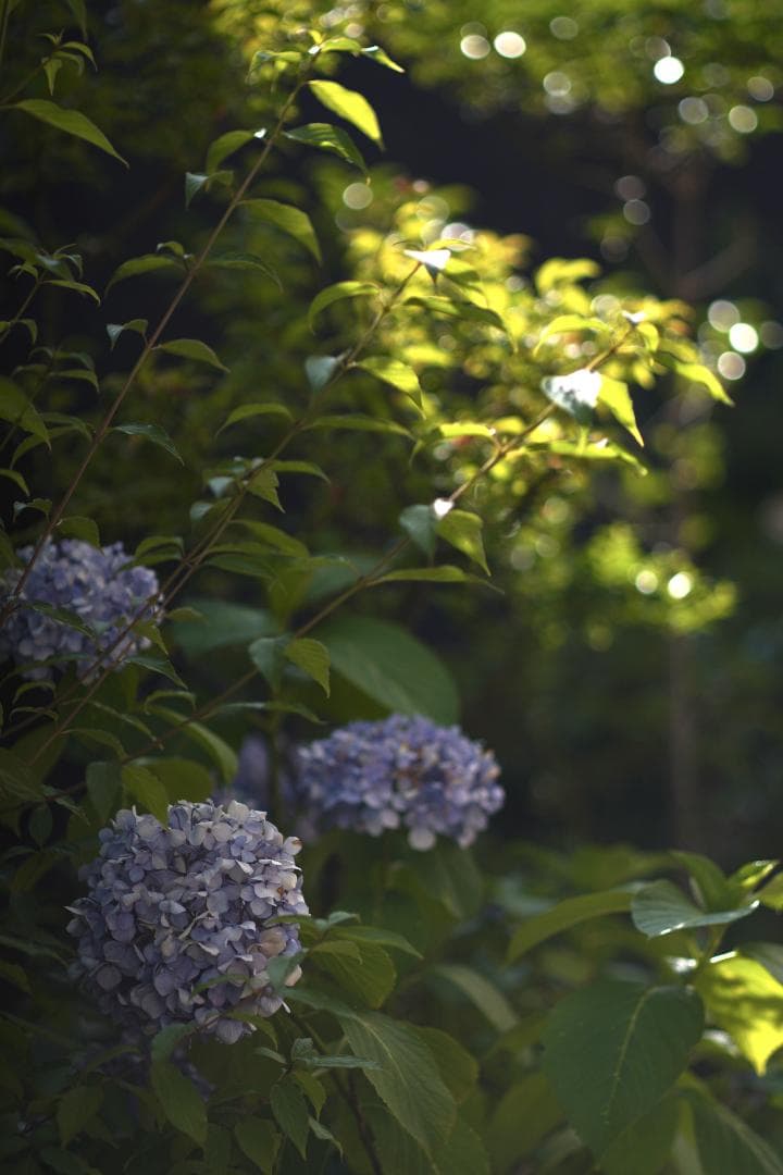 Super-Multi-Coated 6x7 105mm F2.4 説明欄名前