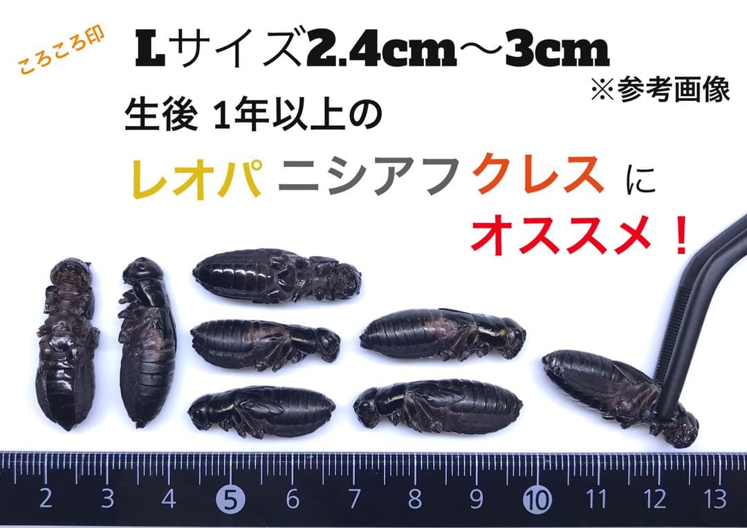冷凍クロコL500g+冷凍イエコML500g