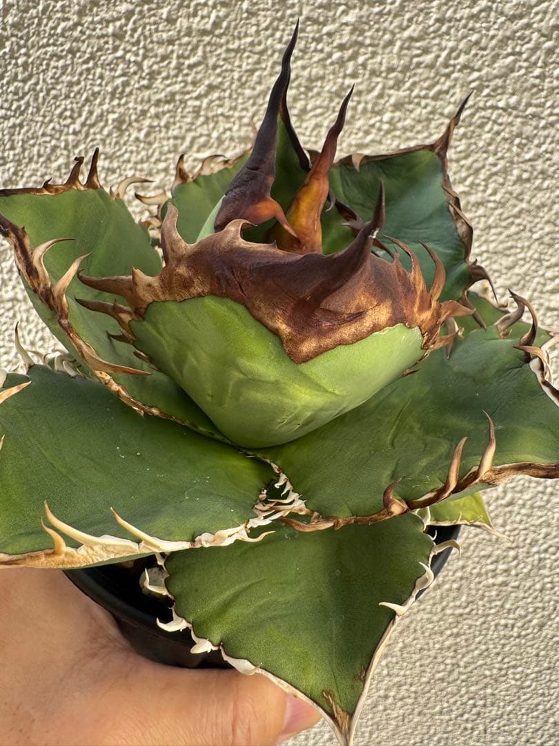 アガベ　オテロイ実生