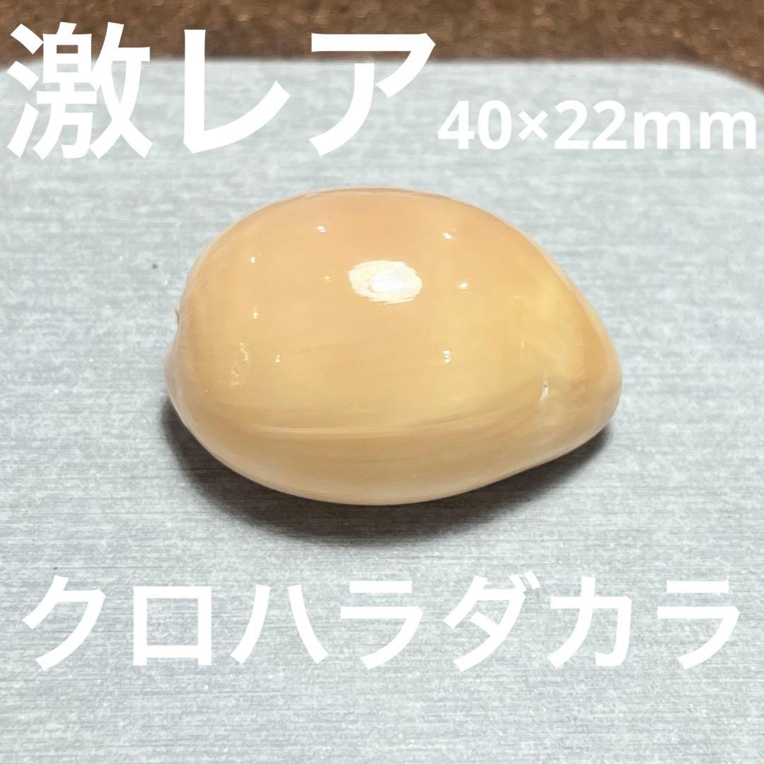 す*か様 激レア　高額　美品　東シナ海　クロハラダカラ