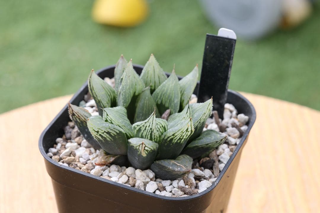 専用　ナイルの一滴まとめ売り