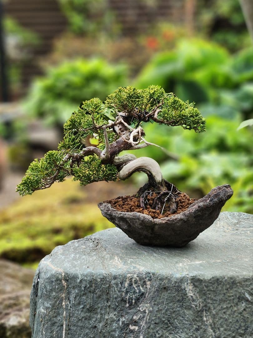 盆栽　真拍　盆栽鉢